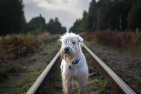 Nature Outdoors Railroad