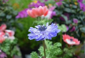 Nature Flower Anemone Blue