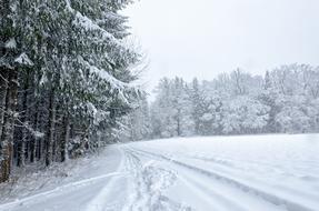 Snow Winter Frost