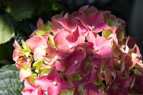 beautiful pink flowers in the sunlight