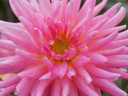 Dahlia Flower Macro