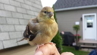 Nature Bird Chick