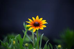 Nature Plants Flowers