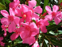 Flower Plant Nature