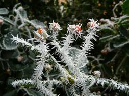 Winter Bush Frost