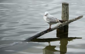 Birds Body Of Water Nature