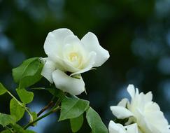 Rose Flower White Nature