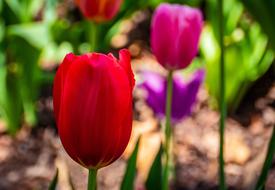 Tulip Flower Swarthmore College