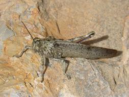 Grasshopper Lobster Rock