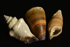 Shell Mollusk Snail