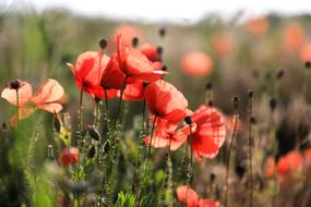 red poppies are beautiful gorgeous