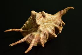 Shell Mollusk Snail