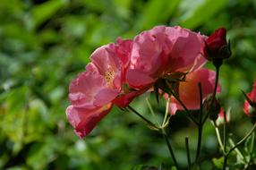 Nature Plant Garden