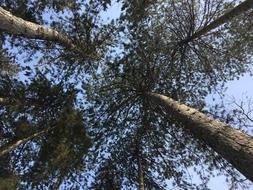 trees up sky