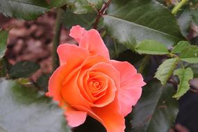 Rose Flower Rosebush