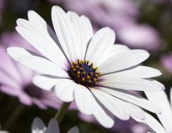 Osteospermum African Daisy Flora