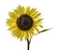Sunflower Flower Yellow