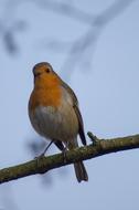 Birds Robin Garden