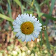 one daisy in the grass