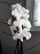 Flower Nature No Person