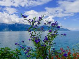 Nature Water Summer