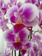 Flower Plant Tropical