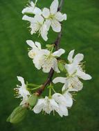 Flower Nature Apple