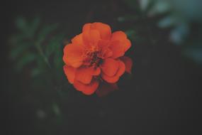 Flower Nature Flora