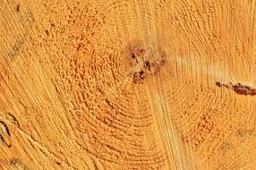 Log Tribe Tree