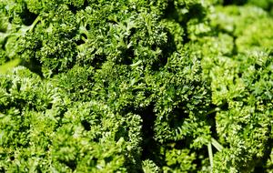 Parsley Petroselinum Crispum Green