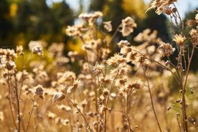 Autumn Yellow Plant Dried