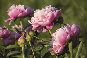 Peonies Pink Summer