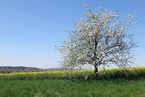Tree Landscape Spring