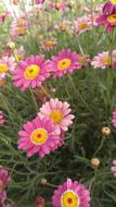 Nature Summer Flower