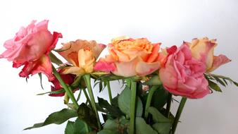 a bouquet of roses for you