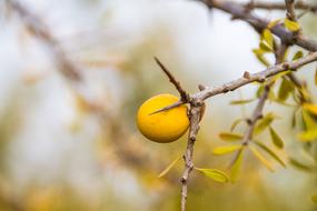 Nature Outdoor Tree