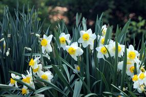 Daffodils Plant Nature