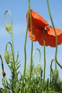 Poppy Field Flower Bud