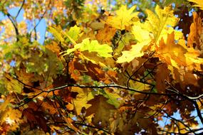 Leaf Autumn Season