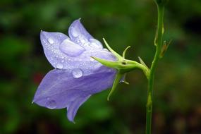 raindrops on a purple flower