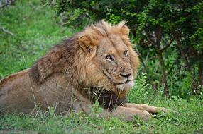 Lion Wildlife Animals