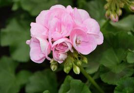 Flower Of Geranium Rose
