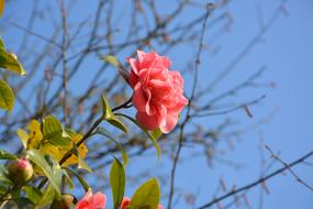 Flower Of Camellia Pink