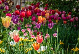 Tulip Flower Spring