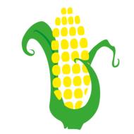 corn cob harvest cultivation