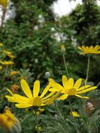 Flower Plant Nature