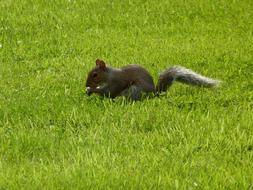 squirrel in the green grass