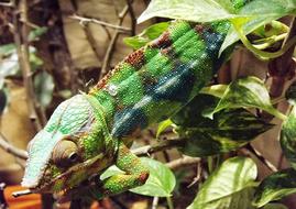 Chameleon Colored Color