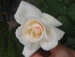 Flower Petal Rose