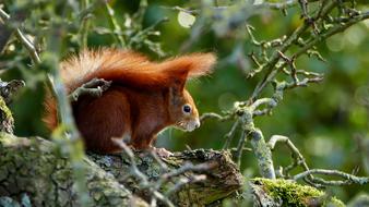 Squirrel Red Wild Animal